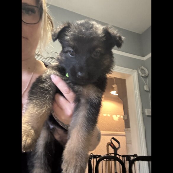 German Shepherd (Alsatian) - Both