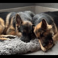 German Shepherd (Alsatian) - Both