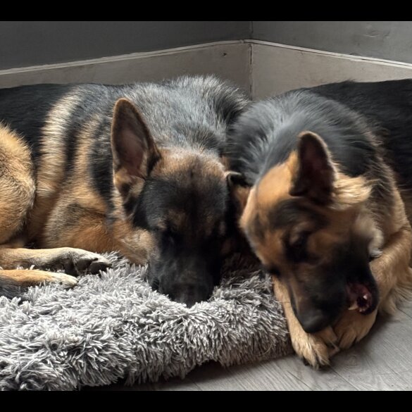 German Shepherd (Alsatian) - Both