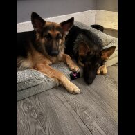 German Shepherd (Alsatian) - Both
