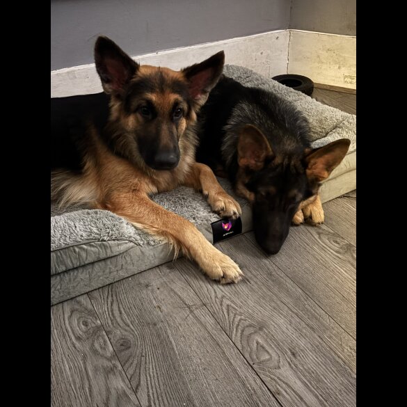 German Shepherd (Alsatian) - Both