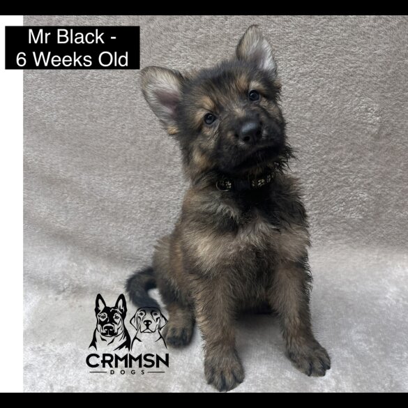 German Shepherd (Alsatian) - Both