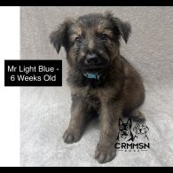 German Shepherd (Alsatian) - Both