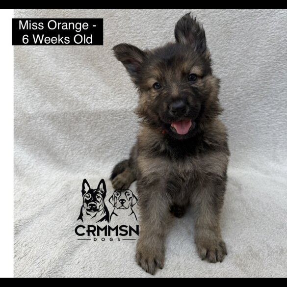 German Shepherd (Alsatian) - Both