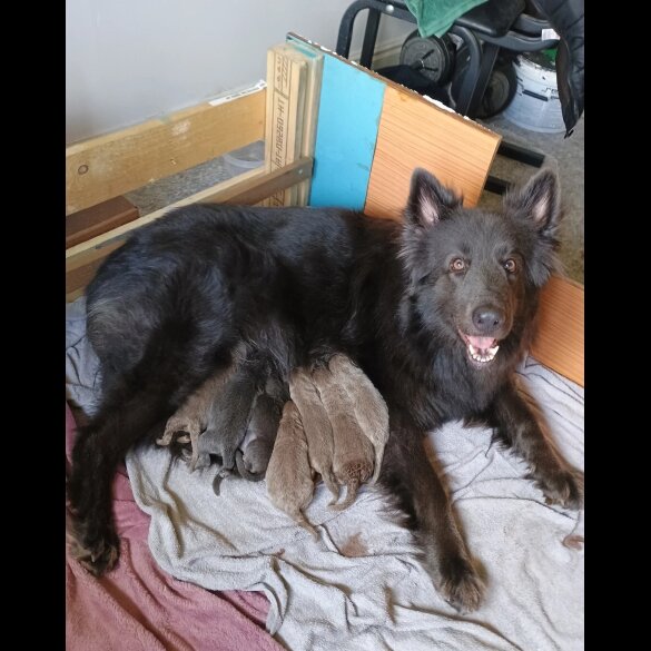 German Shepherd (Alsatian) - Both