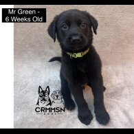 German Shepherd (Alsatian) - Both