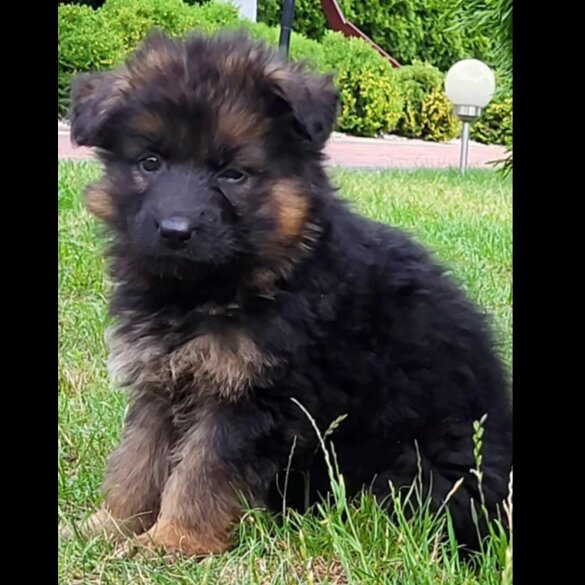 German Shepherd (Alsatian) - Both