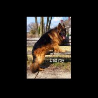 German Shepherd (Alsatian) - Both