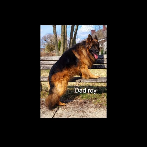 German Shepherd (Alsatian) - Both