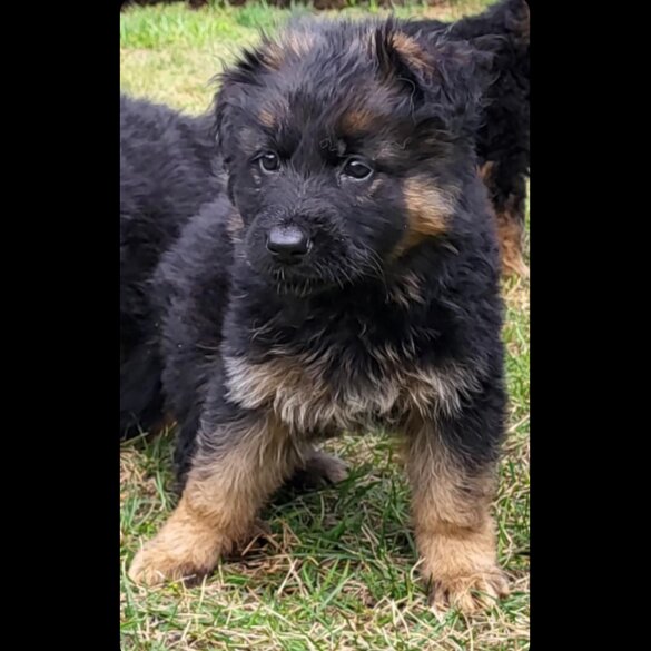 German Shepherd (Alsatian) - Both