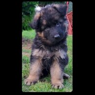 German Shepherd (Alsatian) - Both