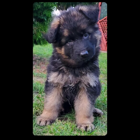 German Shepherd (Alsatian) - Both