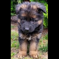 German Shepherd (Alsatian) - Both
