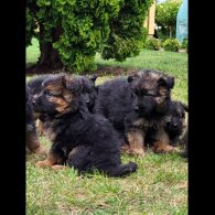 German Shepherd (Alsatian) - Both