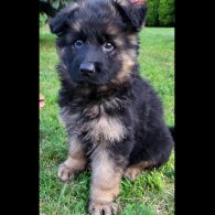 German Shepherd (Alsatian) - Both
