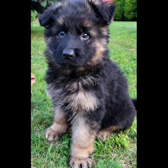 German Shepherd (Alsatian) - Both