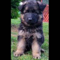 German Shepherd (Alsatian) - Both