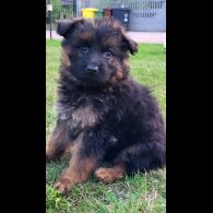 German Shepherd (Alsatian) - Both