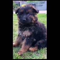German Shepherd (Alsatian) - Both
