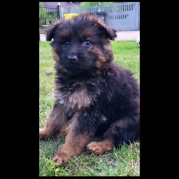 German Shepherd (Alsatian) - Both