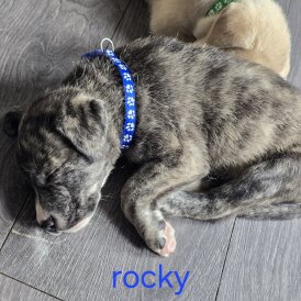 German Shepherd (Alsatian) - Both