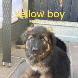 German Shepherd (Alsatian) - Both