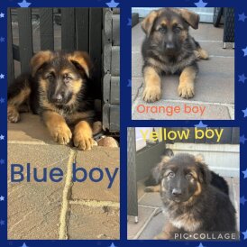 German Shepherd (Alsatian) - Both