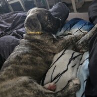 German Shepherd (Alsatian) - Both