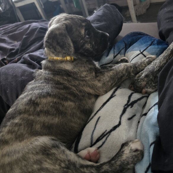 German Shepherd (Alsatian) - Both