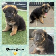 German Shepherd (Alsatian) - Both
