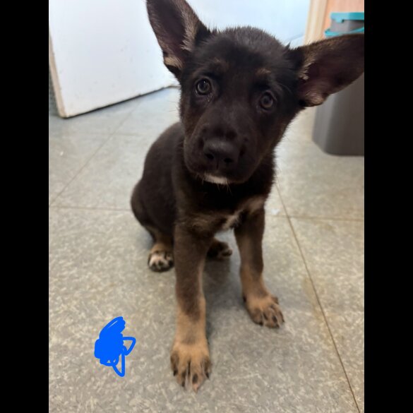 German Shepherd (Alsatian) - Both