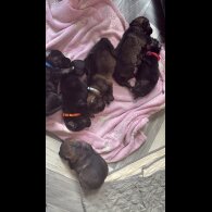 German Shepherd (Alsatian) - Both