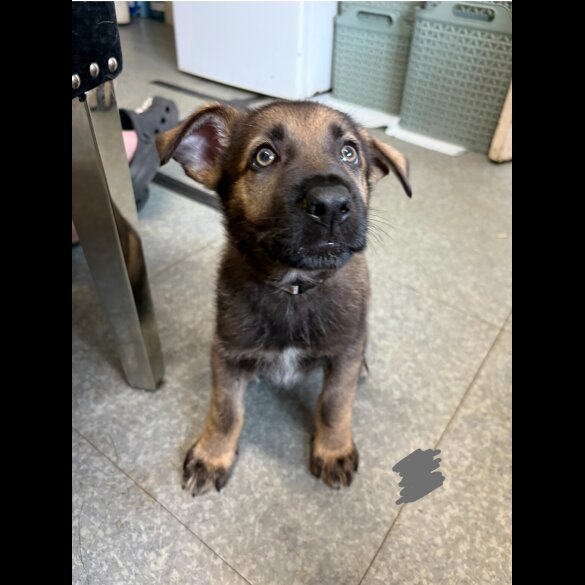 German Shepherd (Alsatian) - Both