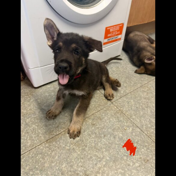 German Shepherd (Alsatian) - Both