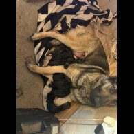 German Shepherd (Alsatian) - Both