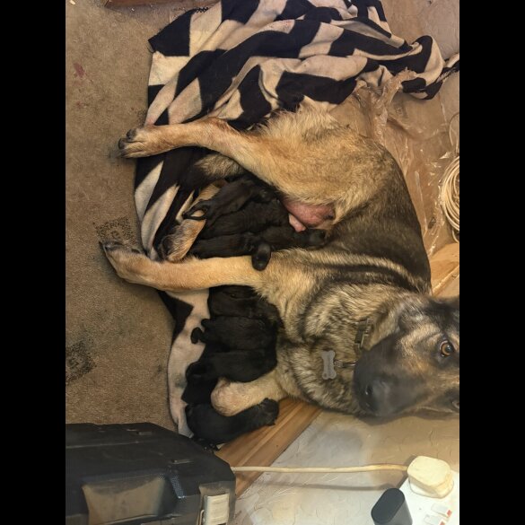German Shepherd (Alsatian) - Both