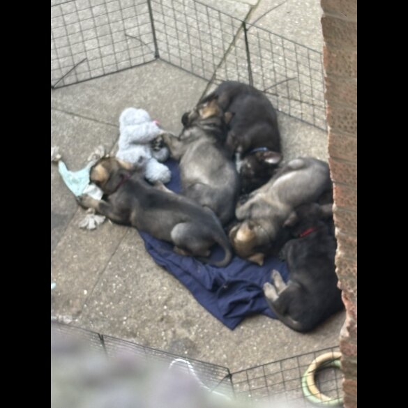 German Shepherd (Alsatian) - Both