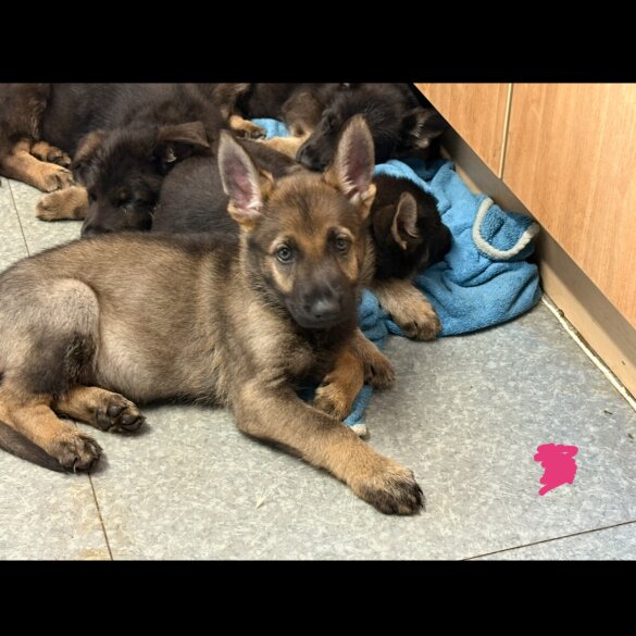 German Shepherd (Alsatian) - Both