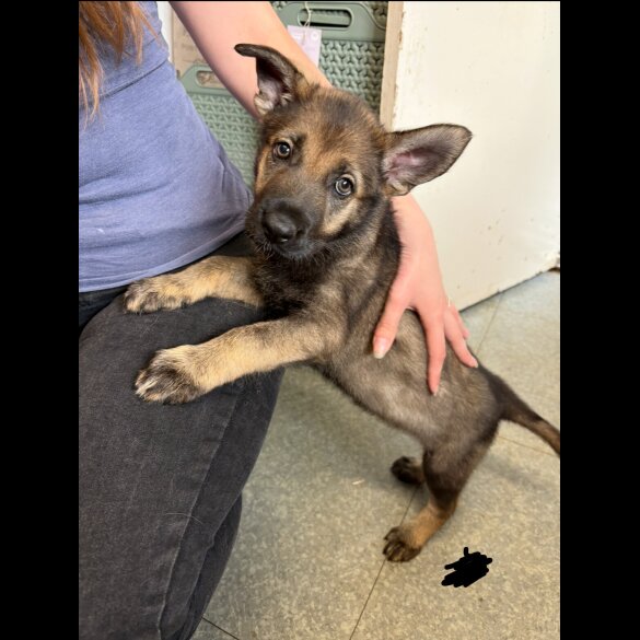 German Shepherd (Alsatian) - Both