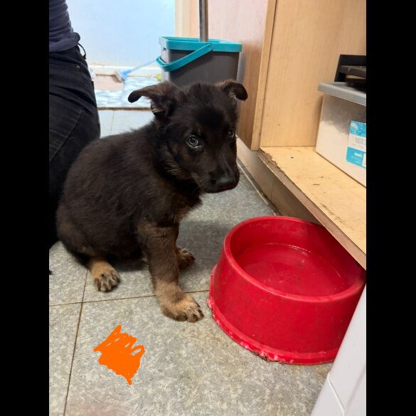 German Shepherd (Alsatian) - Both