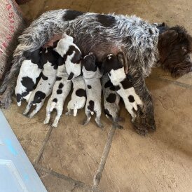 German Pointer - Both