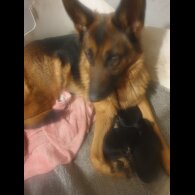 German Shepherd (Alsatian) - Both