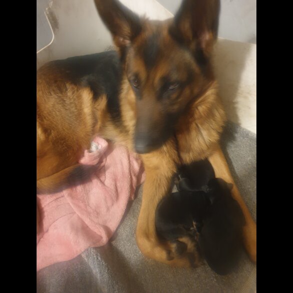 German Shepherd (Alsatian) - Both