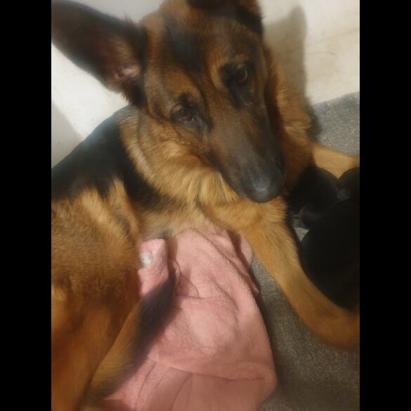 German Shepherd (Alsatian) - Both