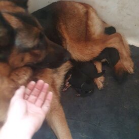 German Shepherd (Alsatian) - Both