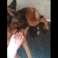 German Shepherd (Alsatian) - Both