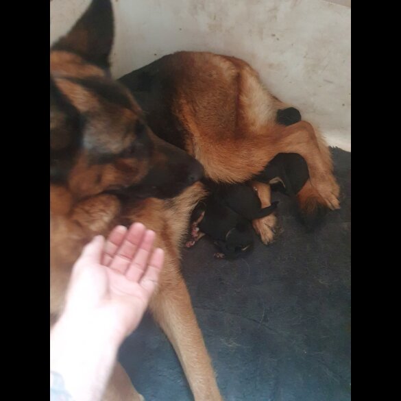 German Shepherd (Alsatian) - Both