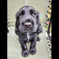 Cocker Spaniel (Working &amp; Show) - Bitches