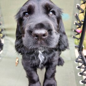 Cocker Spaniel (Working &amp; Show) - Bitches