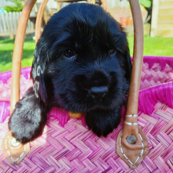 Cocker Spaniel (Working &amp; Show) - Bitches